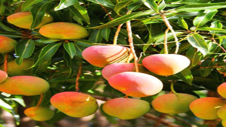 আম উৎপাদন ও রপ্তানিতে নতুন রেকর্ডের প্রত্যাশা