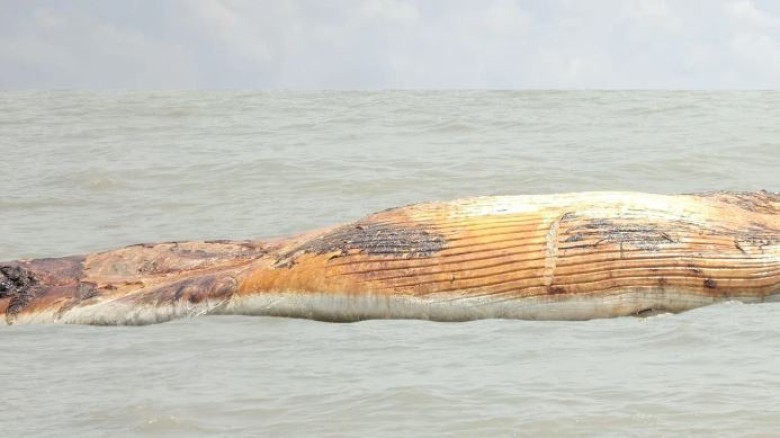 কুয়াকাটায় ভেসে এলো ৪৫ ফুটের বেলিন তিমি